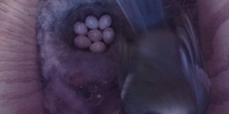Innenansicht eines Nistkasten mit Meisennetz mit 7 Eiern und dem Meisenweibchen