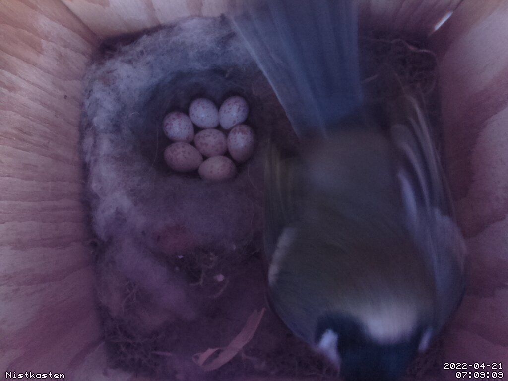 Innenansicht eines Nistkasten mit Meisennetz mit 7 Eiern und dem Meisenweibchen